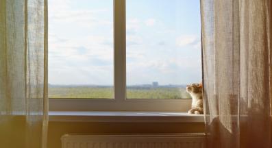 домашна котка