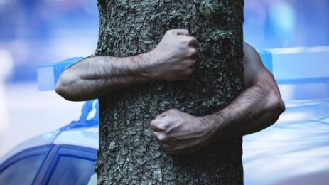 полиция дърво