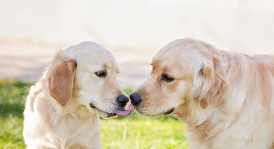 кучета се облизват