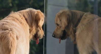 куче огледало