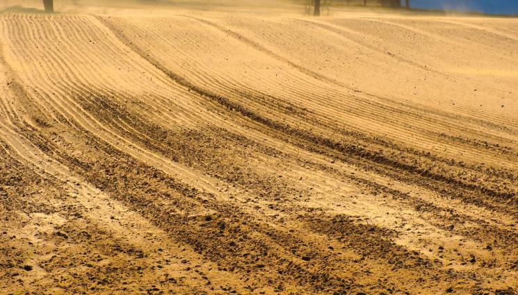 ниви - Агро Телеграф: Обследваме житните за вредители