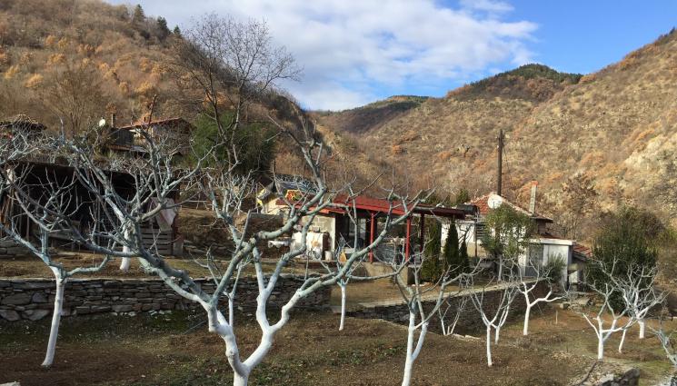 белосване дървета - Агро Телеграф: 10 млн. лв. дават за зимни пръскания