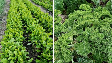 спанак кейл