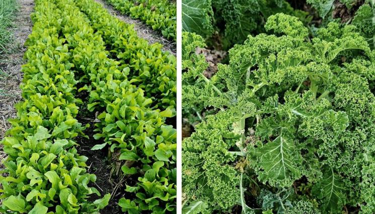 спанак кейл - Агро Телеграф: Спанакът оцелява без защита