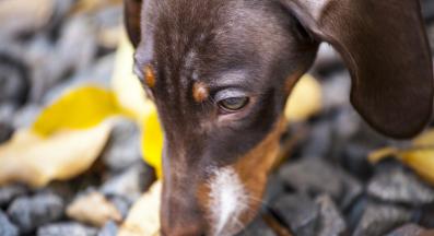 куче яде боклук