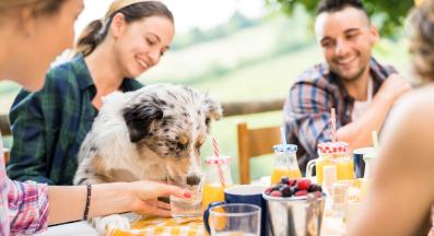 куче семейно тържество