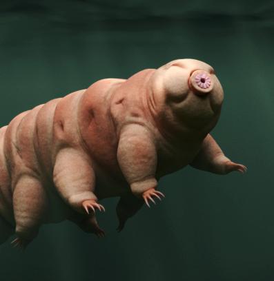 тардиград бавноходка водна мечка