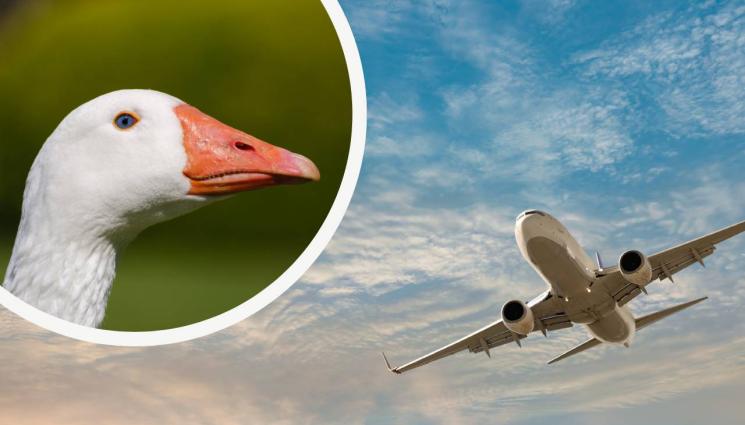 самоелт - ЕКШЪН В НЕБЕТО: Гъска проби стъклото на Боинг, рани пилота!