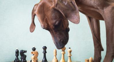 куче интелигентност