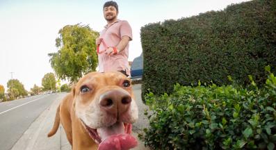 куче разходка