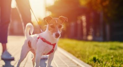 куче разходка