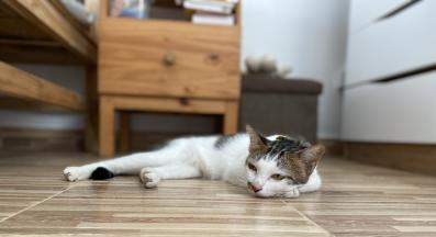 Домашна котка