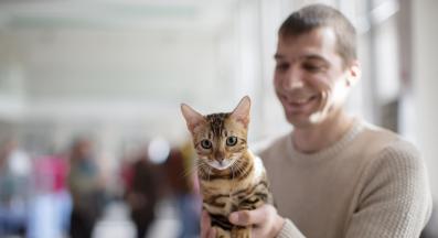 домашна котка