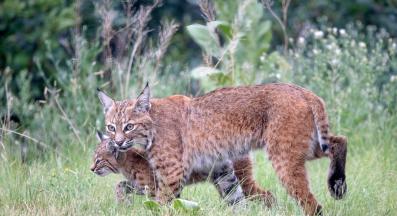 домашна котка