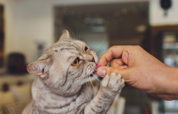 домашна котка яде лакомство