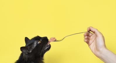 домашна котка яде лакомство