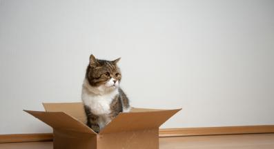 домашна котка