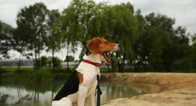 куче прозяване