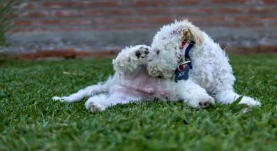 куче ближе рана