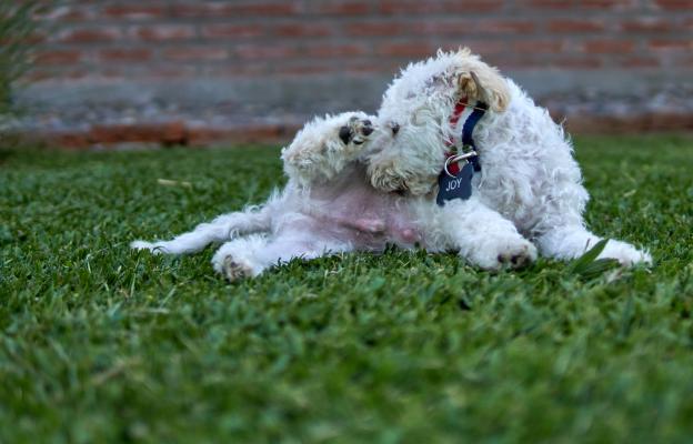 куче ближе рана