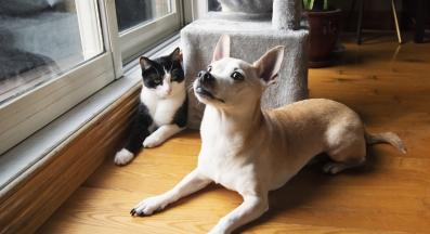 домашна котка