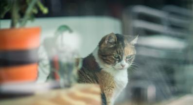 домашна котка