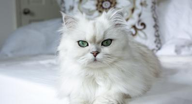 породиста котка