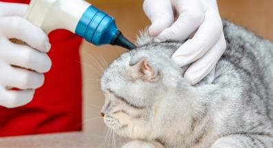 домашна котка