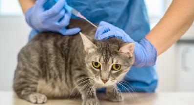 поставяне на котешка ваксина