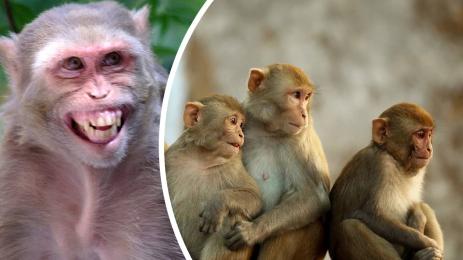 маймуни макак резус