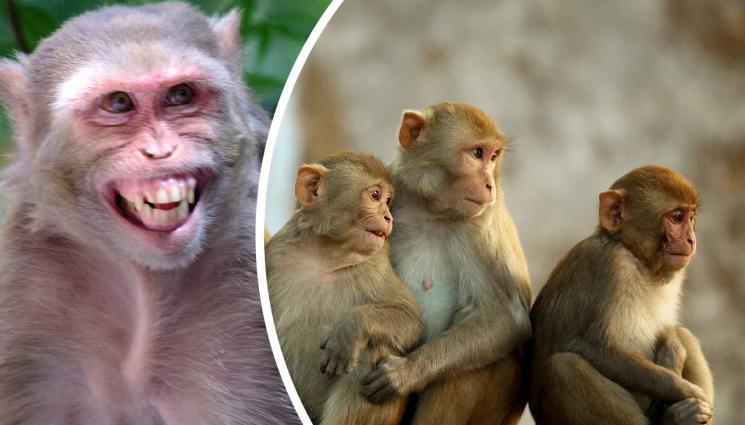 маймуни макак резус - КОШМАР: Маймуни заразени с херпес В нападат хора!