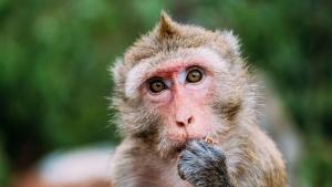 Rhesus Macaque примат маймуна