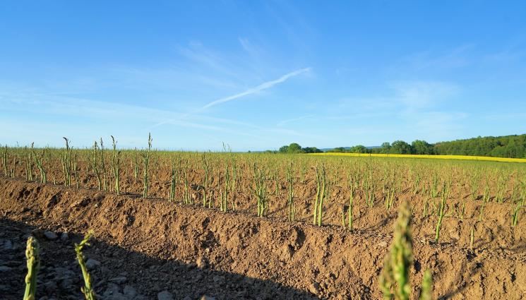 апержи - Обявиха нова защитена местност у нас