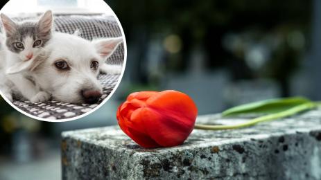 гробище животни