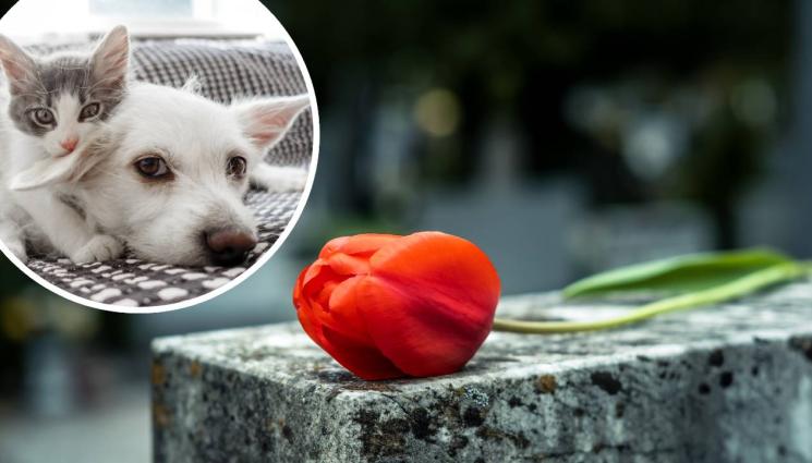 гробище животни - ЗАРАДИ ЗАСИЛЕН ИНТЕРЕС: Правят гробища за домашни любимци!