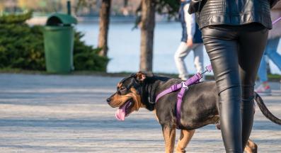 куче човек разходка