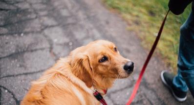 куче човек разходка