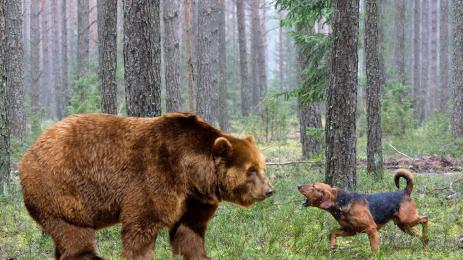 ловно куче мечка