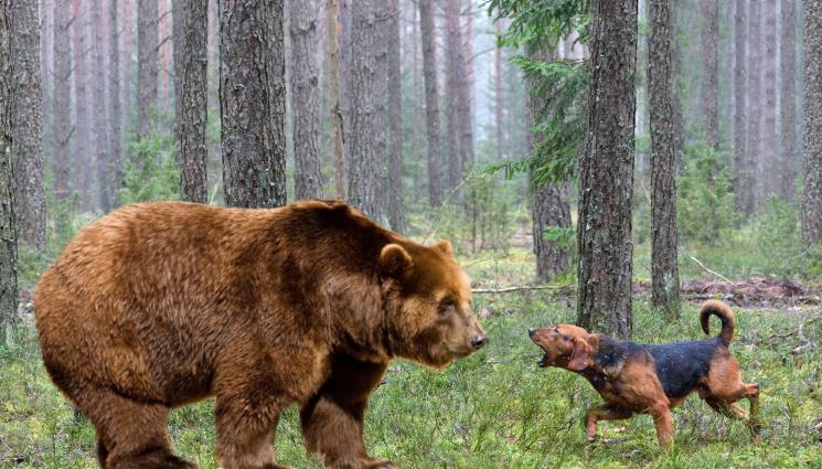 ловно куче мечка - Ловно куче оцеля след схватка с мечка!