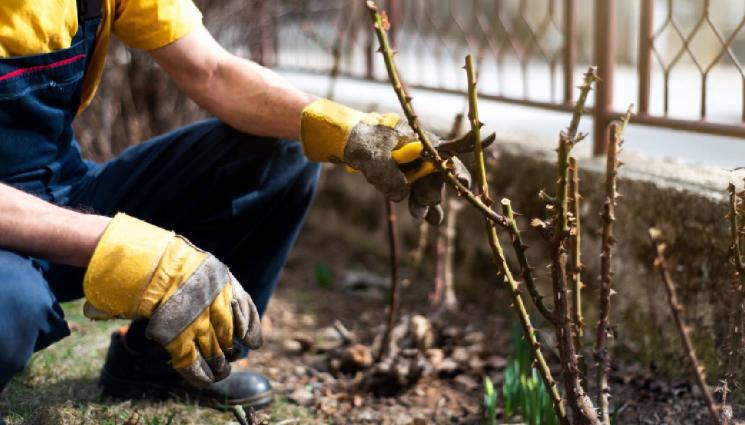 агро - Агро Телеграф: Подрязваме розите на 45 градуса над обърната навън пъпка