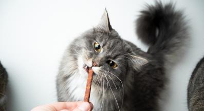 котка яде лакомства