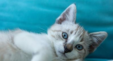 домашна котка