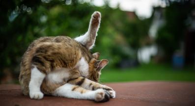 котка се почиства