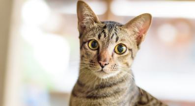 котка в близък план