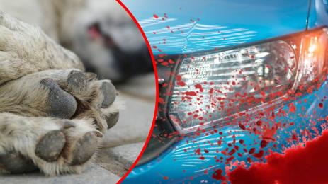 куче кола смърт умряло