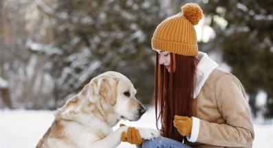 куче лапи зима