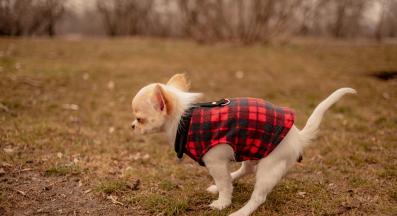 кученце изхождане