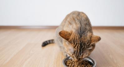 котка се храни