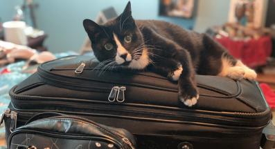 котка върху куфар