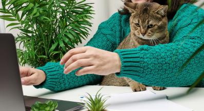 котка и работа от вкъщи